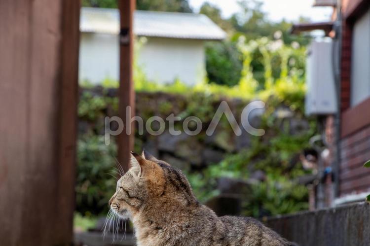 猫のポートレート 猫,ねこ,ネコの写真素材