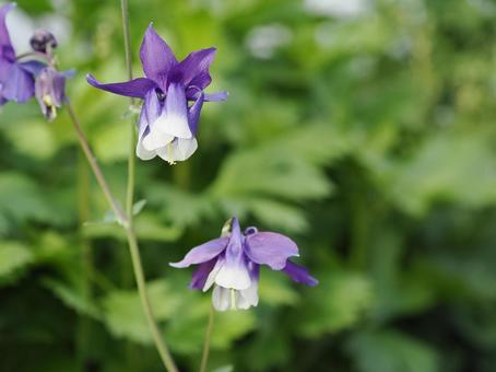オダマキの花 オダマキの花の写真
