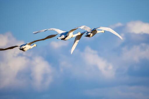 オオハクチョウ(104) 鳥,オオハクチョウ,ハクチョウの写真素材