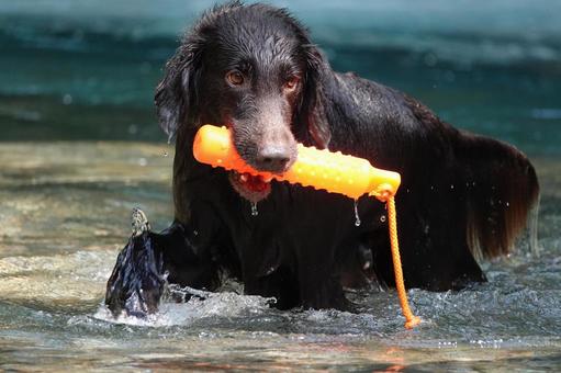 Photo, dog, large dog, retriever, 