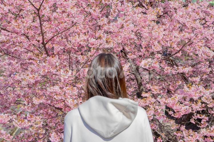 満開の桜を見ながら花見をする女性 女性,桜,春の写真素材