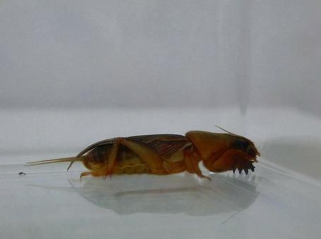 【昆虫写真】ケラ(螻蛄) 【昆虫写真】ケラ(螻蛄)の写真