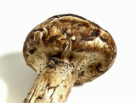 松茸の傘 松茸,きのこ,食べ物の写真素材