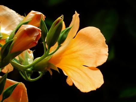 【花の写真】ノウゼンカズラ(凌霄花) 【花の写真】ノウゼンカズラ(凌霄花) ノウゼンカズラ,凌霄花,自然の写真素材