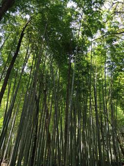 竹林 竹林の写真
