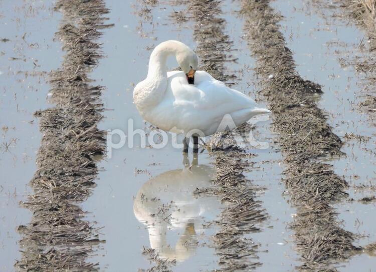 051　北海道の白鳥 白鳥,北海道,休憩地の写真素材