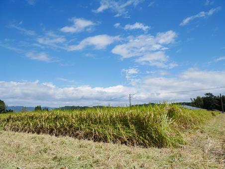 稲刈り 稲刈りの写真