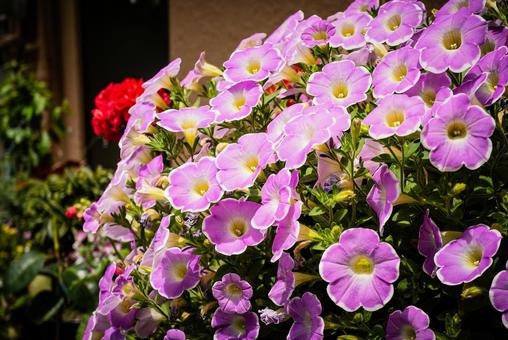 ペチュニア(Petunia) ペチュニア(Petunia) ペチュニア,南米原産,ツクバネアサガオの写真素材