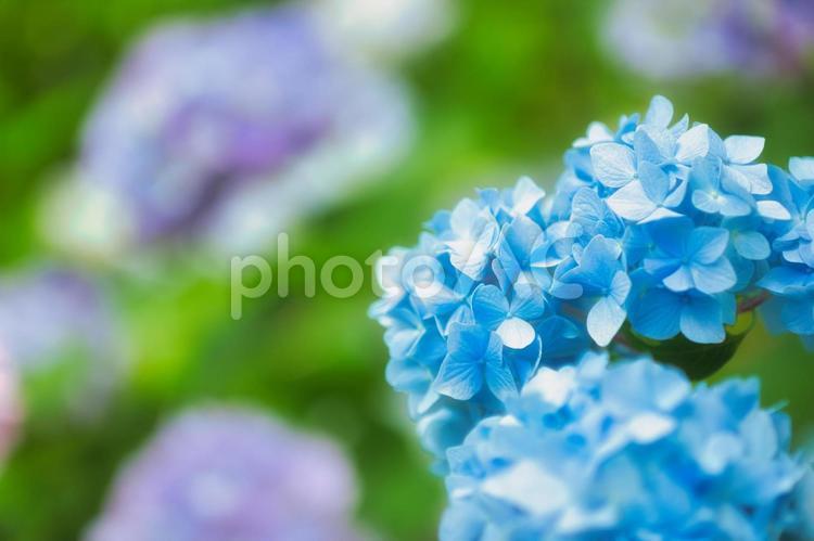 アジサイ　紫陽花　あじさい 6月,紫陽花,2023年の写真素材