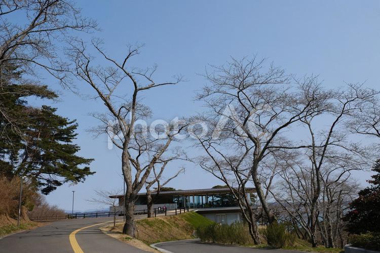 西行戻しの公園　咲き始めの蕾の桜の風景 松島,日本三景,観光名所の写真素材