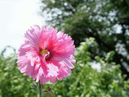 タチアオイの花 タチアオイの花の写真