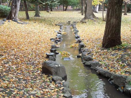 紅葉　札幌市中央区　2025-6 紅葉,黄色い葉,秋の写真素材