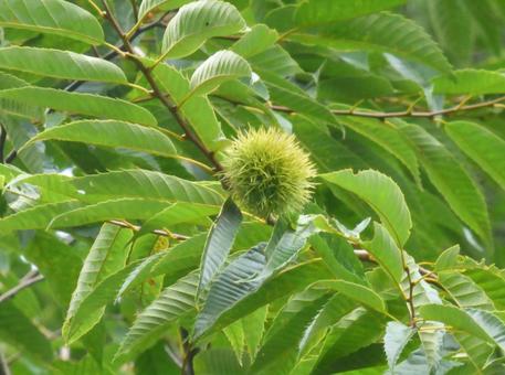 栗の青々とした棘 栗の青々とした棘 栗,自然,未熟の写真素材