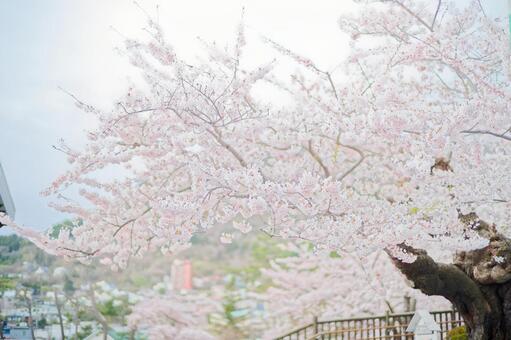 函館公園の桜 函館公園の桜,桜,函館公園の写真素材
