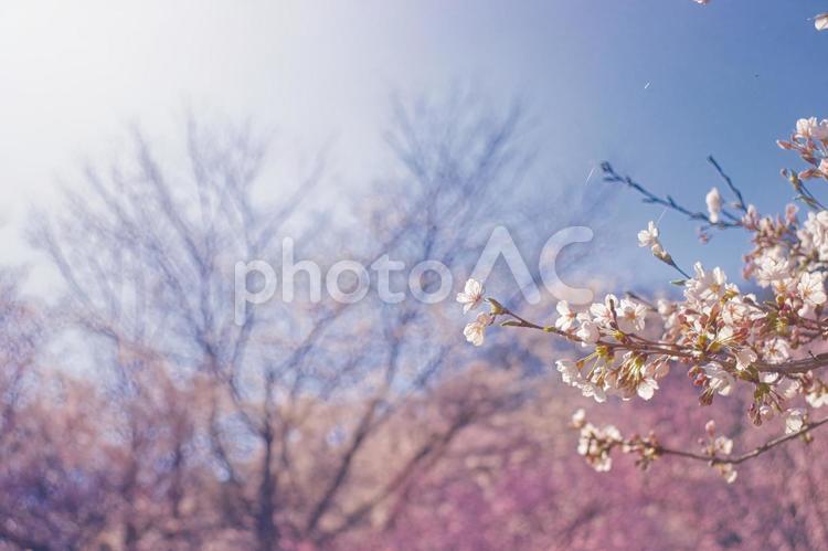 春の陽射しと桜 桜,青空,春の写真素材