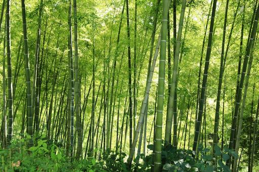 竹林 竹林の写真