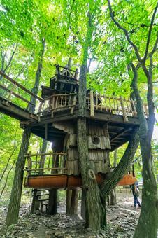 ツリーハウス ツリーハウス ツリーハウス,木漏れ日,秋空の写真素材