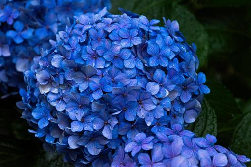 アジサイ7の写真