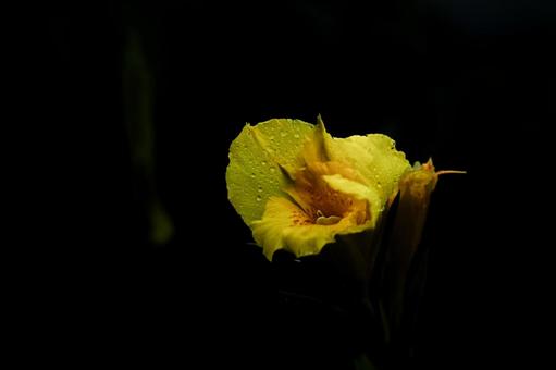 <素材>梅雨の雨の中のカンナの花 <素材>梅雨の雨の中のカンナの花 カンナ,ハナカンナ,ラッパソウの写真素材