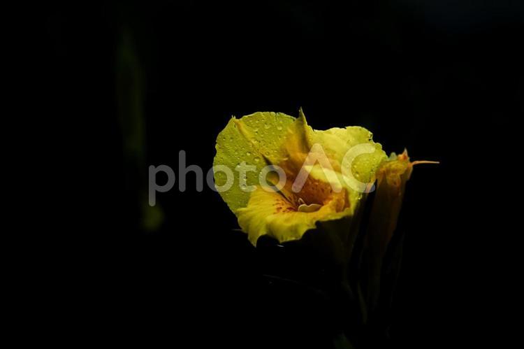 ＜素材＞梅雨の雨の中のカンナの花 カンナ,ハナカンナ,ラッパソウの写真素材