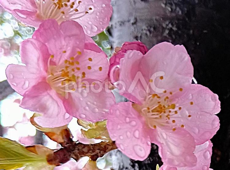 雨に濡れた桜　観音寺　千葉県柏市 濡れた,桜,アップの写真素材