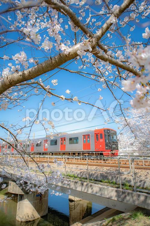 ソメイヨシノとローカル線 桜,ソメイヨシノ,春の写真素材