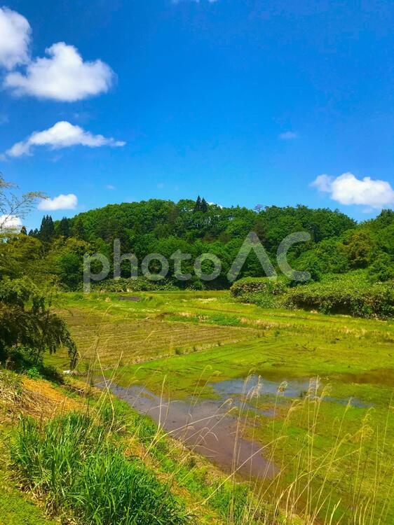 田舎の風景 風景,自然,草の写真素材