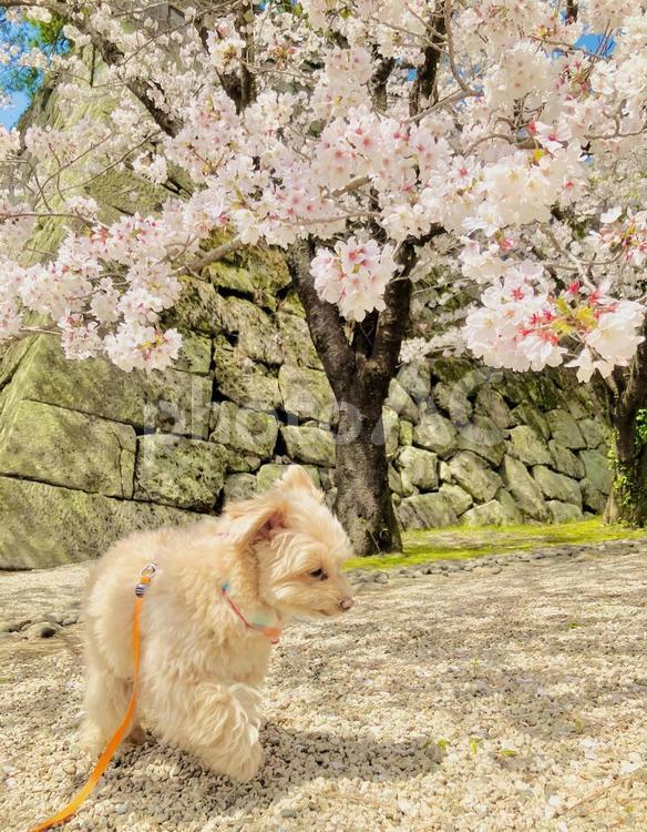 犬と桜 春,桜,景色の写真素材
