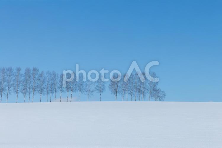 北海道美瑛-冬の白樺並木- 美瑛,白樺並木,大自然の写真素材