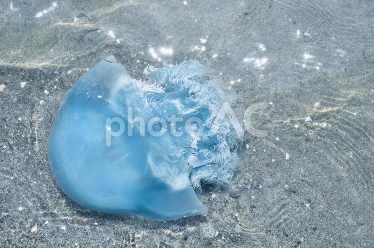 海月 海月,くらげ,クラゲの写真素材