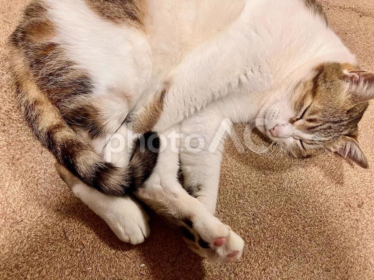 猫 猫,ネコ,ねこの写真素材