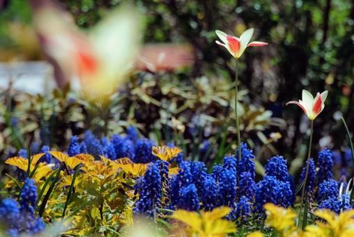 アメリカの庭園の彩豊かな花 アメリカの庭園の彩豊かな花 海外,アメリカ,マサチューセッツの写真素材