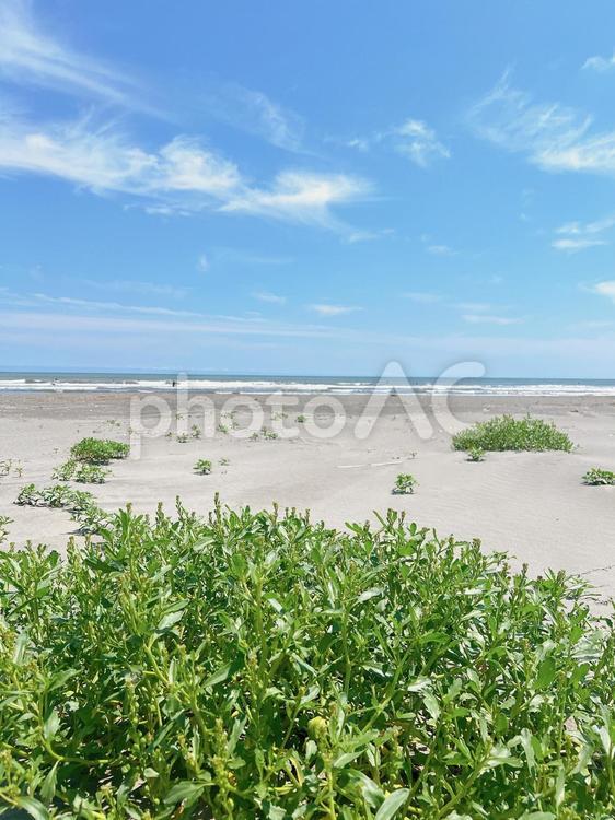 砂浜の風景 砂浜,海,草の写真素材