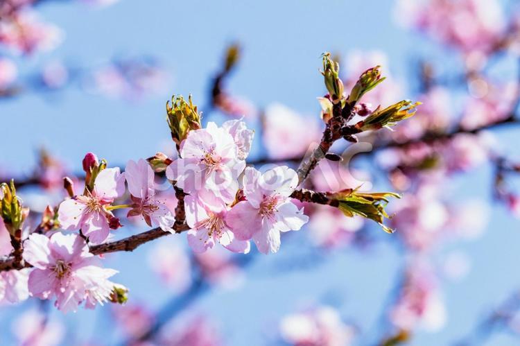 一足早い春を告げる早咲きの桜の花 春,花,青空の写真素材