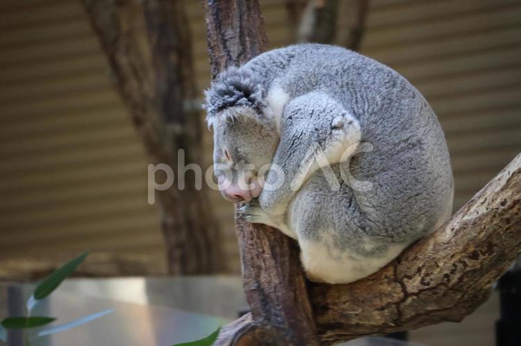動物園の木の上で眠るコアラ 動物園,木,上の写真素材