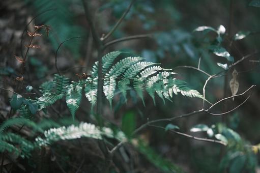 草 草の写真