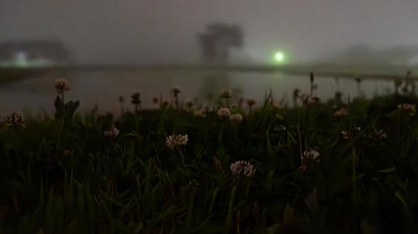 星夜に揺れる水辺のシロツメグサ 星夜に揺れる水辺のシロツメグサの写真