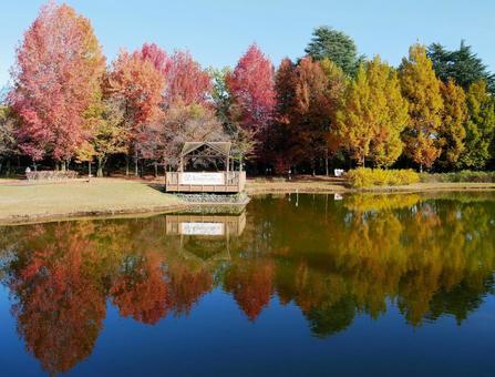 公園の紅葉 紅葉,色とりどり,公園の写真素材