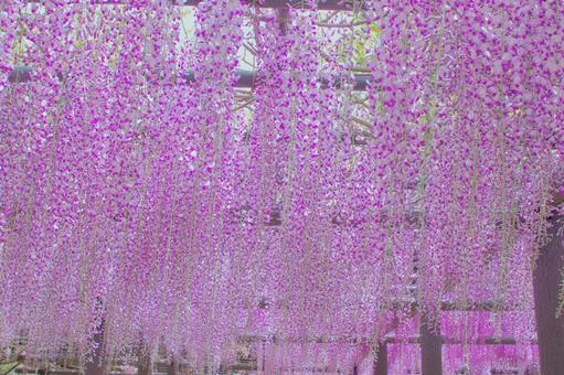 Wisteria trellis, JPG