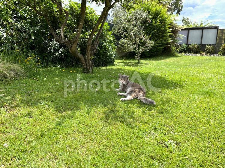 木陰でくつろぐ猫 ねこ,田舎暮らし,ネコの写真素材