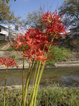 川辺に咲く紅の彼岸花 川辺に咲く紅の彼岸花の写真