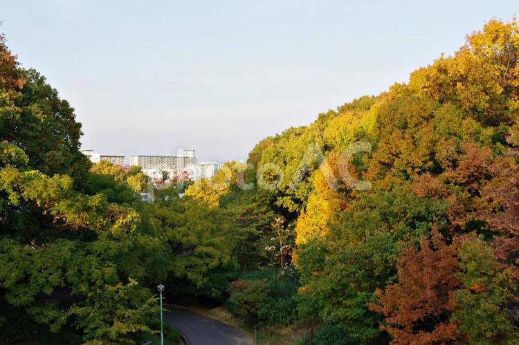 晩秋の公園風景 紅葉,黄葉,里山の写真素材