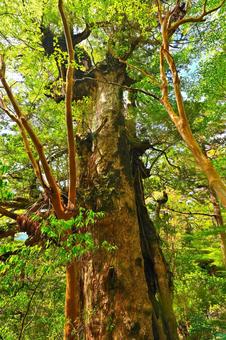屋久島にそびえ立つ巨大な大王杉 大王杉,屋久杉,巨木の写真素材