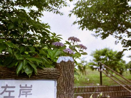 アジサイ④ アジサイ④の写真