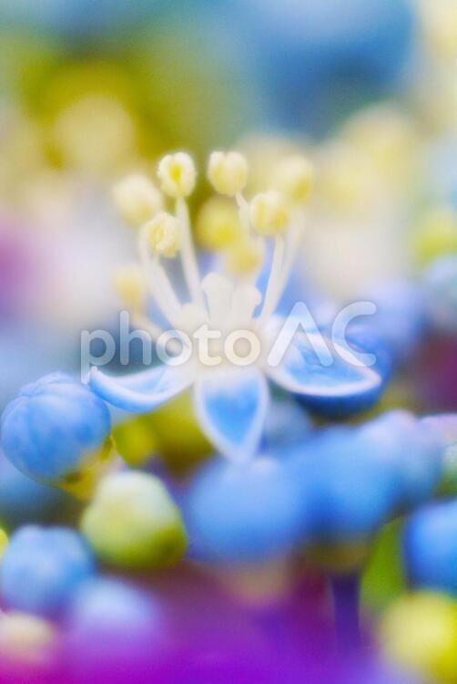 ハイドランジア_ソフトフォーカス_イメージ 花,あじさい,背景の写真素材