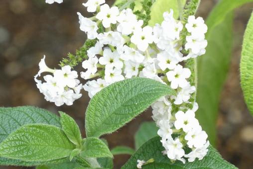 白い花 白い花,白,ガーデニングの写真素材
