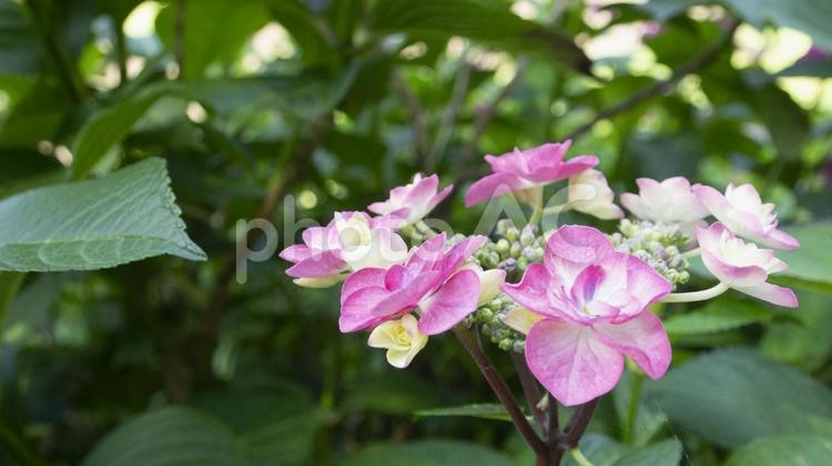 ガクアジサイと緑の背景 紫陽花,ピンク,花の写真素材