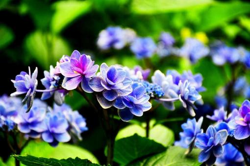 紫陽花 紫陽花の写真