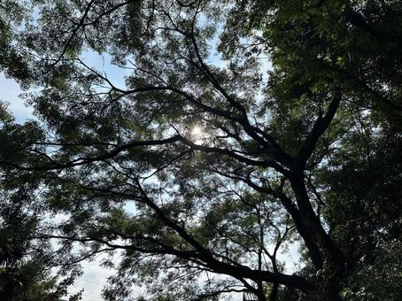 森の空 森の空の写真