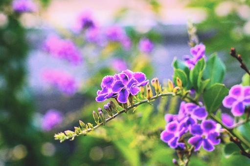 咲きほこるデュランタ 咲きほこるデュランタの写真